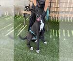Small #1 Great Dane-Labrador Retriever Mix