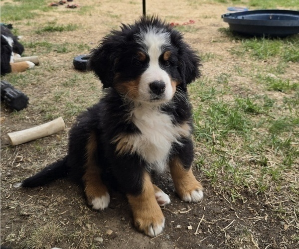 Medium Photo #48 Bernese Mountain Dog Puppy For Sale in SALMON, ID, USA