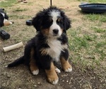 Small #4 Bernese Mountain Dog