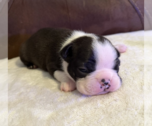 Medium Photo #1 Boston Terrier Puppy For Sale in GARFIELD, AR, USA