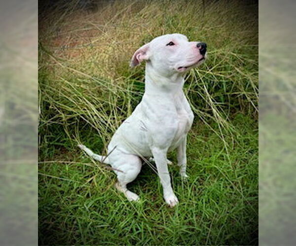 Medium Photo #5 Bull Terrier-Unknown Mix Puppy For Sale in Pleasanton, TX, USA