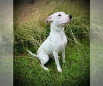 Small #4 Bull Terrier Mix