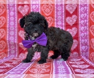 Poodle (Toy)-Yorkshire Terrier Mix Puppy for sale in LANCASTER, PA, USA