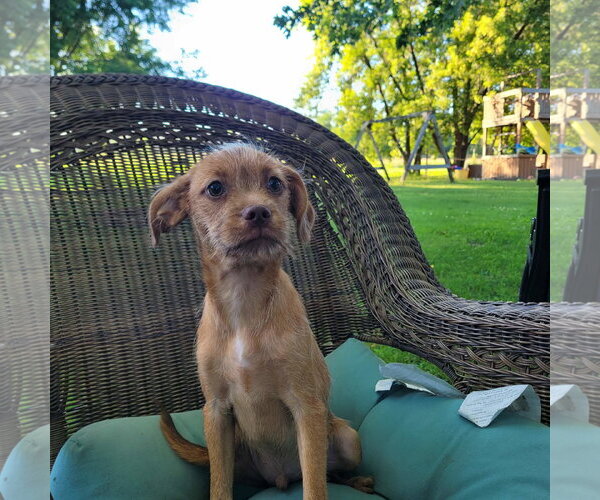 Medium Photo #1 Chihuahua-Unknown Mix Puppy For Sale in New London, WI, USA