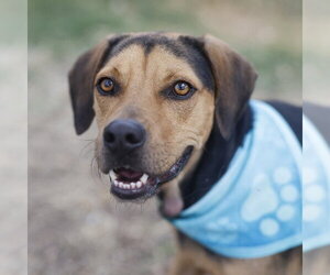 Mutt Dogs for adoption in San Antonio, TX, USA