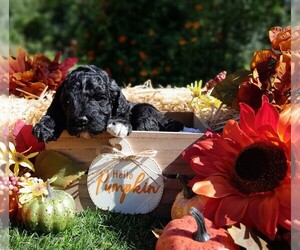 Labradoodle-Poodle (Miniature) Mix Puppy for sale in MILLVILLE, MN, USA