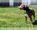 Small #1 Mutt