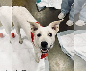 Texas Heeler-Unknown Mix Dogs for adoption in El Centro, CA, USA