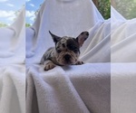 Puppy Clementine French Bulldog