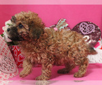 Small Photo #41 Poodle (Toy) Puppy For Sale in CHANUTE, KS, USA