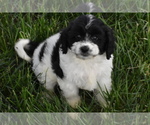 Small Photo #3 Cavachon Puppy For Sale in ELDORADO, OH, USA