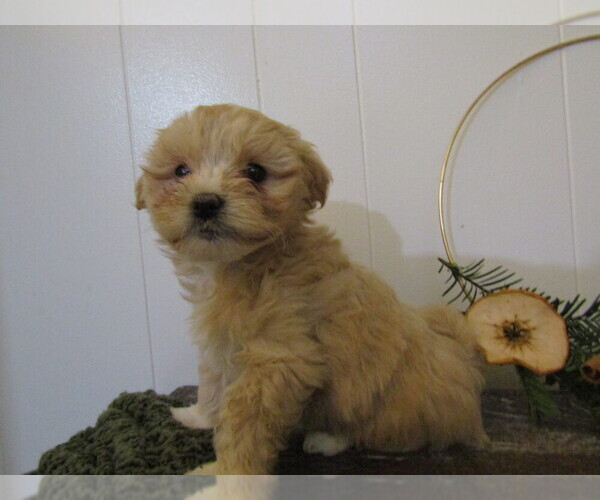 Medium Photo #28 Maltipoo Puppy For Sale in SUGARCREEK, OH, USA