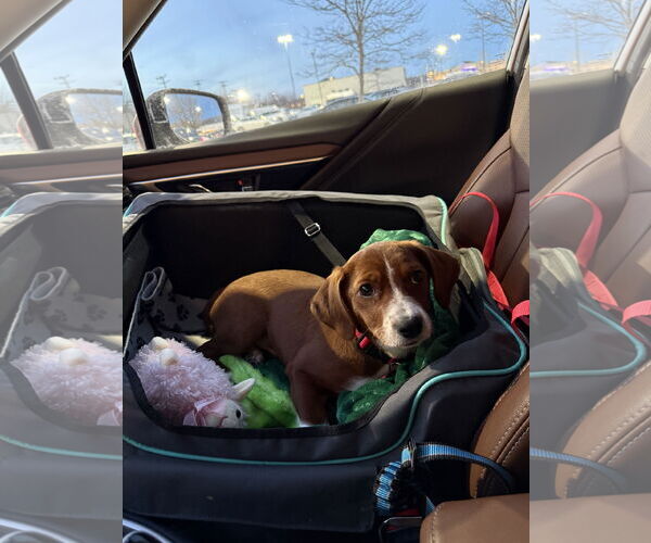 Medium Photo #3 Chihuahua-Unknown Mix Puppy For Sale in Wakefield, RI, USA