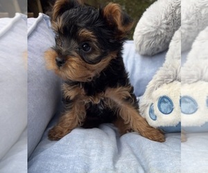 Yorkipoo Puppy for sale in FENTON, MI, USA