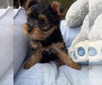 Image preview for Ad Listing. Nickname: Teddy