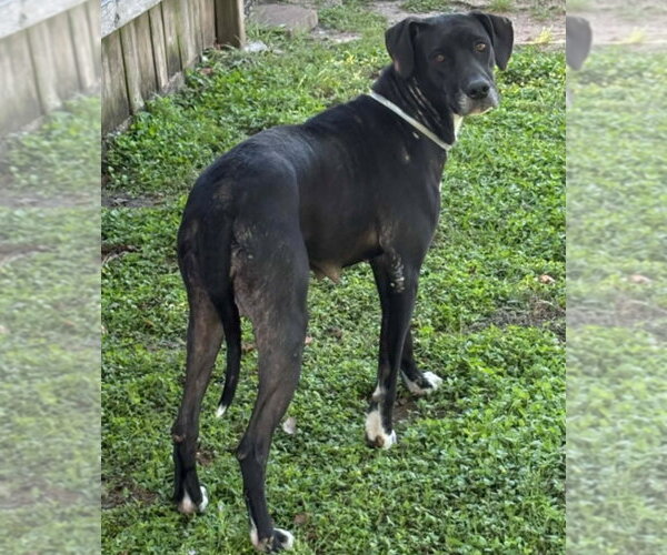 Medium Photo #1 Great Dane-Unknown Mix Puppy For Sale in Bullard, TX, USA