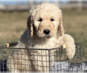 Medium Goldendoodle