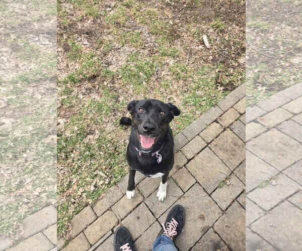 Medium Photo #5 Catahoula Leopard Dog-Labrador Retriever Mix Puppy For Sale in Crystal, MN, USA