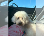 Small #2 Maltese Mix