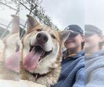 Small #1 Siberian Husky