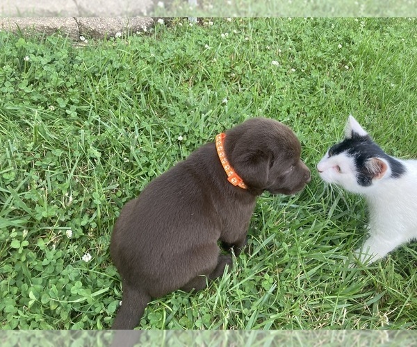 Medium Photo #1 Labrador Retriever Puppy For Sale in DIETERICH, IL, USA