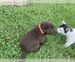 Small Labrador Retriever