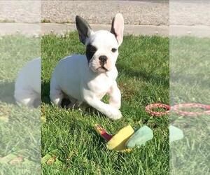 French Bulldog Puppy for sale in NINE MILE FALLS, WA, USA