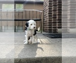 Small Photo #1 Poodle (Toy)-Sheepadoodle Mix Puppy For Sale in PROVO, UT, USA