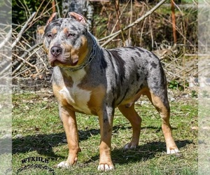 Father of the American Bully puppies born on 04/30/2022