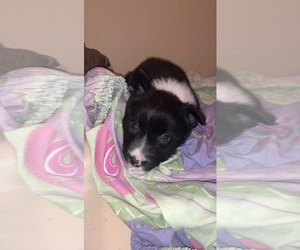 Border Collie Puppy for sale in ARLINGTON, WA, USA