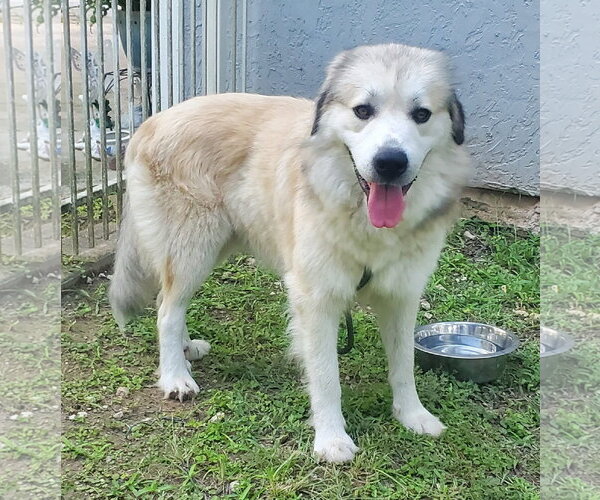 Medium Photo #2 Great Pyrenees-Unknown Mix Puppy For Sale in Houston, TX, USA