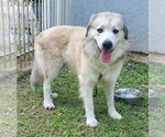 Small #1 Great Pyrenees Mix