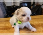 Small Photo #14 Shih Tzu Puppy For Sale in BELLEVILLE, MI, USA