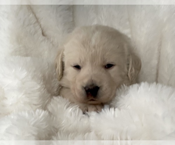 Medium Photo #1 English Cream Golden Retriever-Goldendoodle Mix Puppy For Sale in MOORCROFT, WY, USA