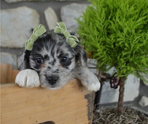 F2 Aussiedoodle Puppy for sale in HONEY BROOK, PA, USA