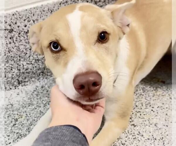 Medium Photo #2 Labrador Retriever-Unknown Mix Puppy For Sale in Houston, TX, USA