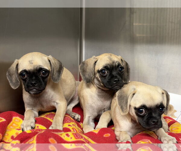 Medium Photo #2 Puggle Puppy For Sale in Lake Elsinore, CA, USA