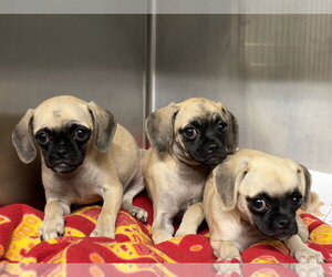 Waffles, Pancakes and Biscuit - Female Puggle Dog for Adoption - Photo #2