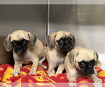 Small Photo #2 Puggle Puppy For Sale in Lake Elsinore, CA, USA