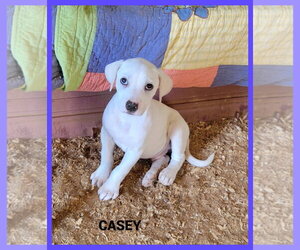 Labrador Retriever-Unknown Mix Dogs for adoption in Granbury, TX, USA