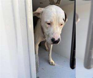 Mutt Dogs for adoption in Houston, TX, USA