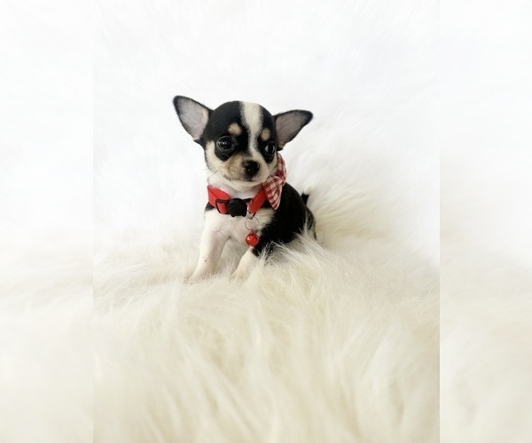 Medium Photo #8 Chihuahua Puppy For Sale in SACRAMENTO, CA, USA