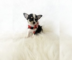 Small #7 Chihuahua