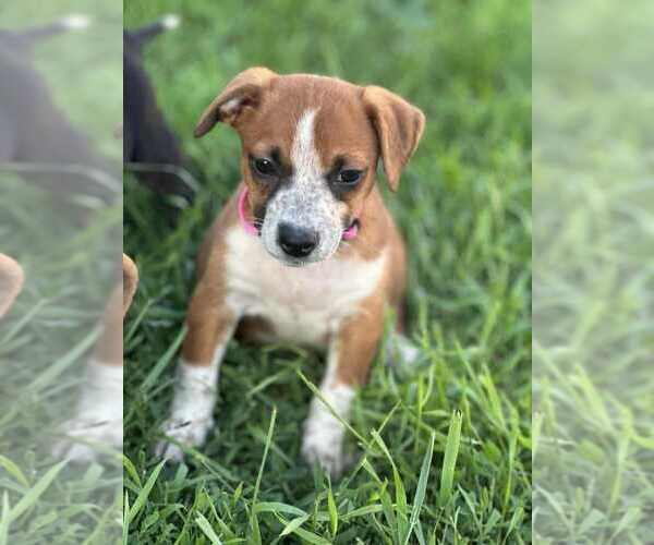 Medium Photo #2 Mutt Puppy For Sale in Glen Haven, WI, USA