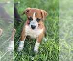 Small #1 Mutt