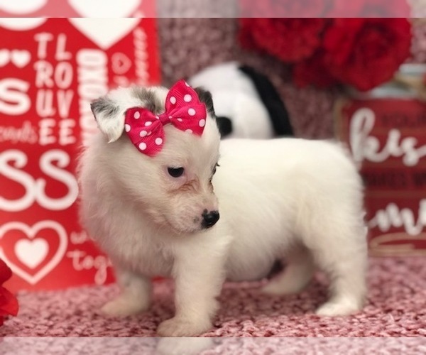 Medium Photo #4 Pomsky-Poodle (Toy) Mix Puppy For Sale in CLAY, PA, USA
