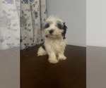 Small #6 Havanese