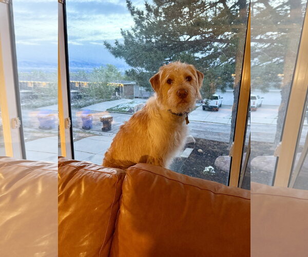 Medium Photo #11 Spinone Italiano-Unknown Mix Puppy For Sale in Sandy, UT, USA