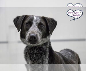 Border Collie-Unknown Mix Dogs for adoption in Lee's Summit, MO, USA