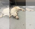 Small Labrador Retriever Mix